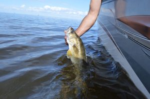 Walleye Release next to boat, Lake of the Woods