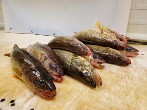 Lake of the Woods walleyes on fish cleaning table