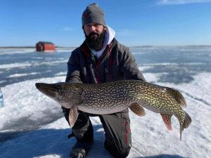 big pike big fish being pulled through the ice