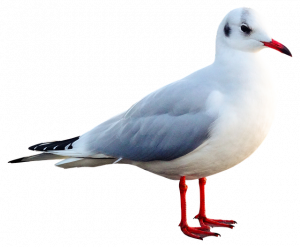sea gull free image
