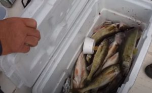 Cooler of walleyes, Lake of the Woods Charter boat