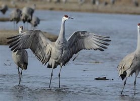 sand hill cranes