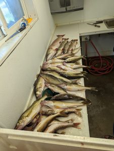 fishing results
