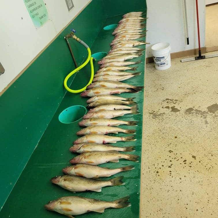 walleye fishing