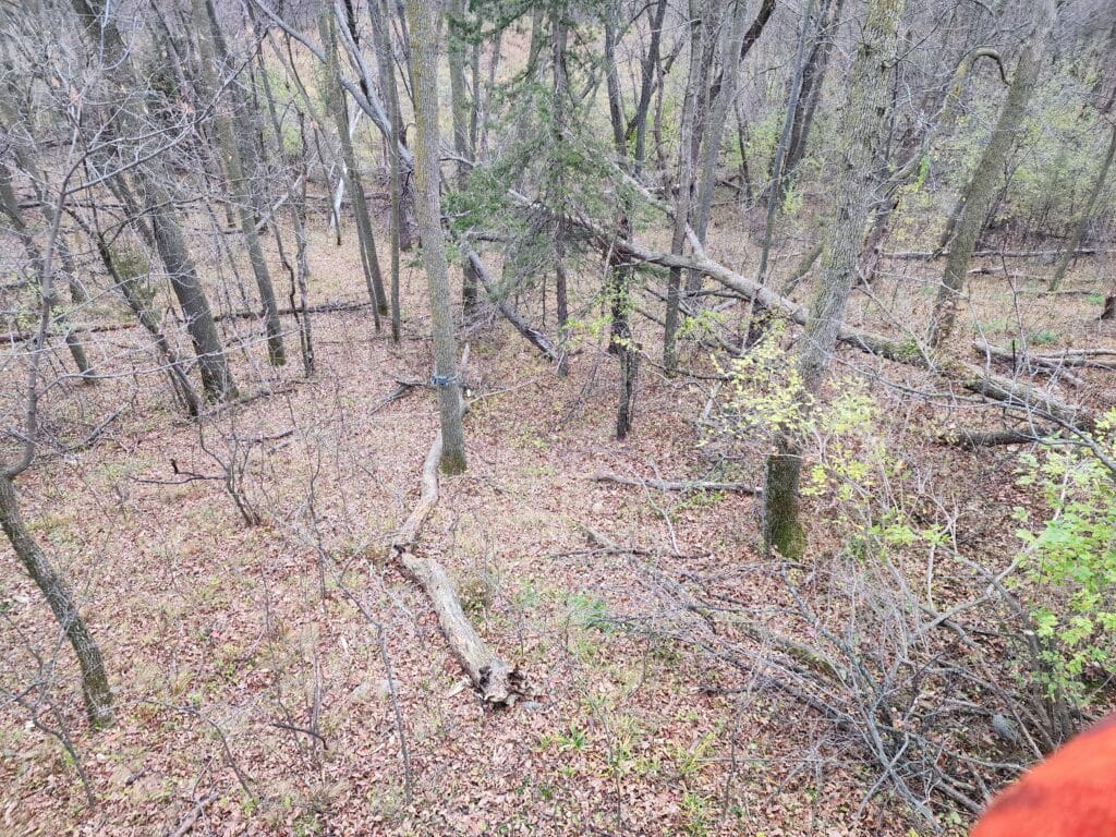 View from a tree stand while deer hunting