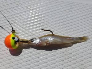 jig and frozen shiner 19