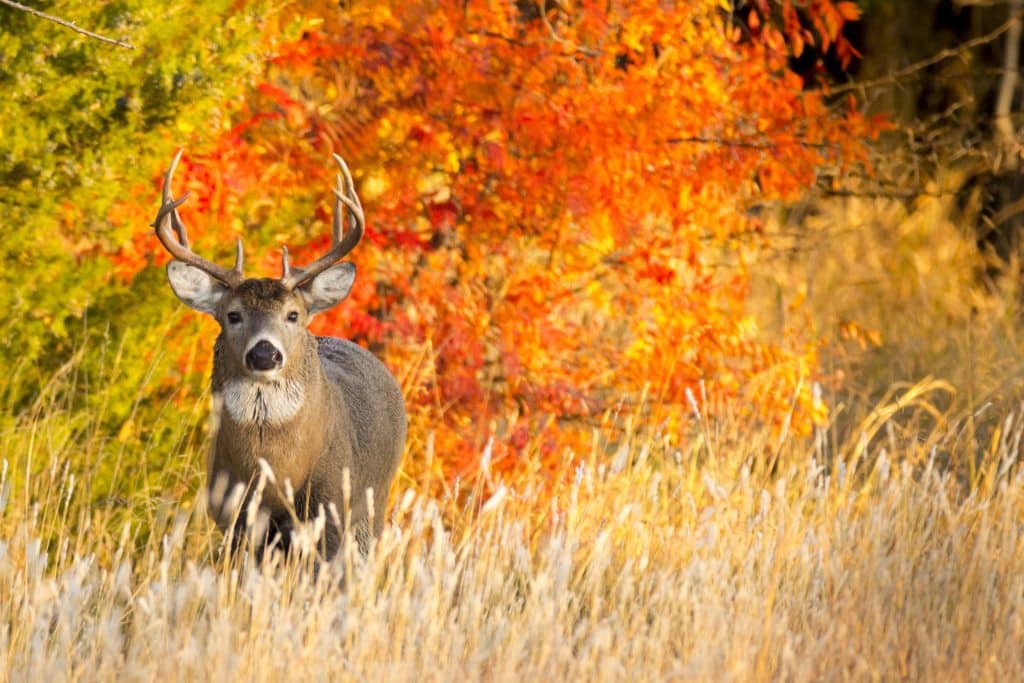 Extravagant Hunting at Lake of the Woods - Lake of the Woods