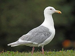 glaucous winged gull rwd1