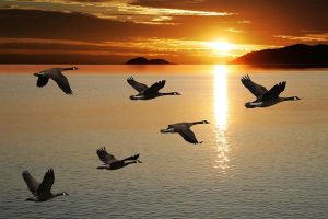 geese flying v formation