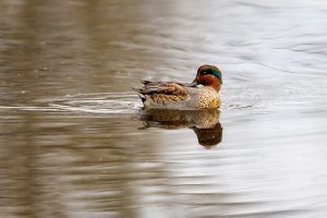 green winged teal