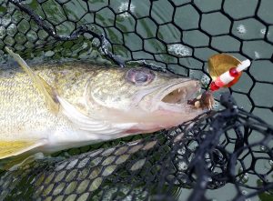 walleye in net with crawler harness 1