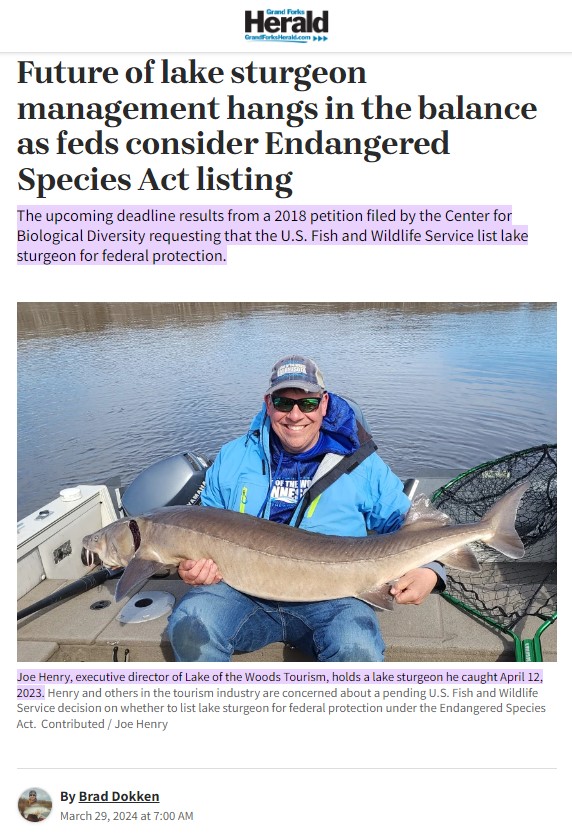 Future of Lake Sturgeon Management Hangs in the Balance as Feds