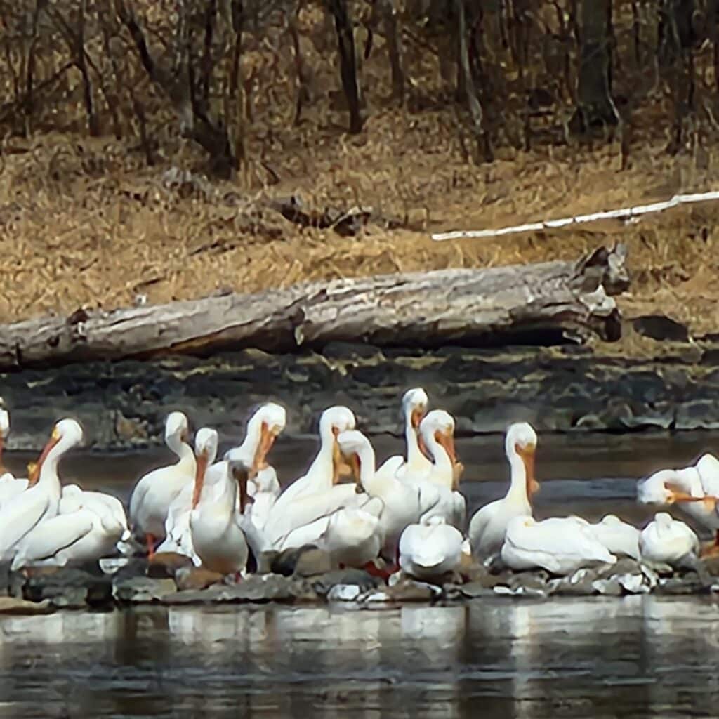 pelicans on the Rainy River
