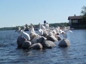 Pelicans at Flag Island Resort, Northwest Angle, Lake of the Woods Minnesota