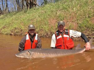 sturgeon being held by US fish and wildlife service