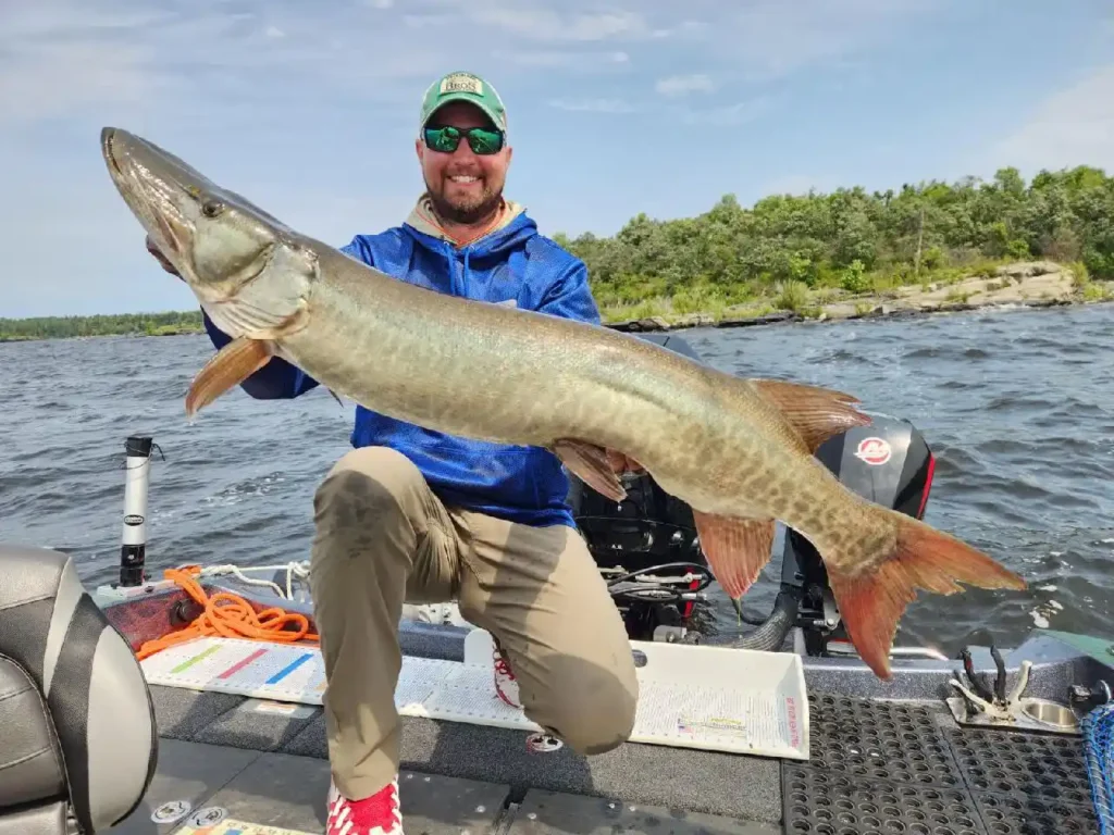 NW Angle muskie guide Forrest Huset with a trophy muskie on Lake of the Woods