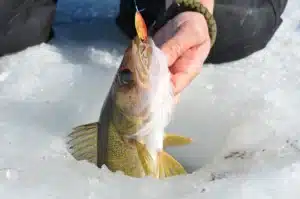 Walleye in ice hole, Lake of the Woods MN
