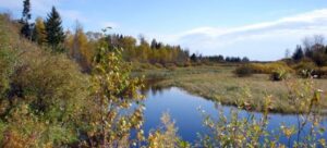 Beltrami State Forest Area