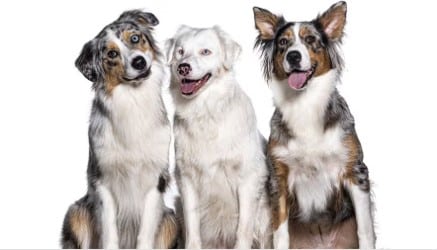 Dogs, CDC website image