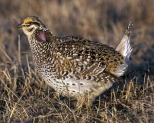 Grouse Sharp tailed