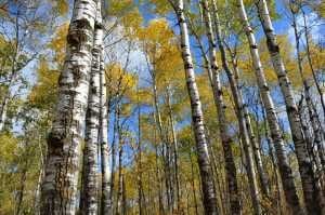 fall colors trees