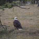 Bald Eagle on ground 150x150 1