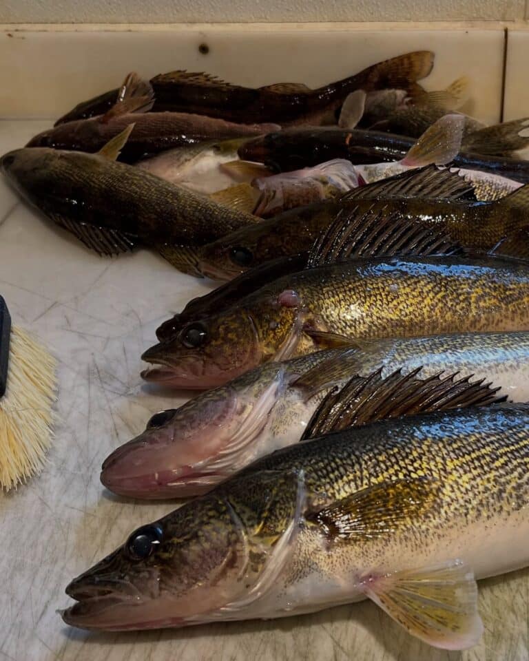 Walleyes on fish cleaning table River Bend Resort 112624