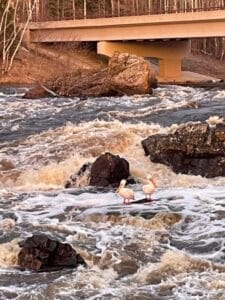 clementson rapids with pelicans