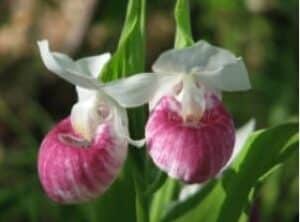wildflowers
