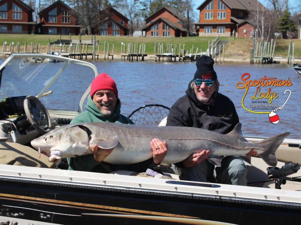 Frank Zappa with partner with potential state record sturgeon 78.25 inches