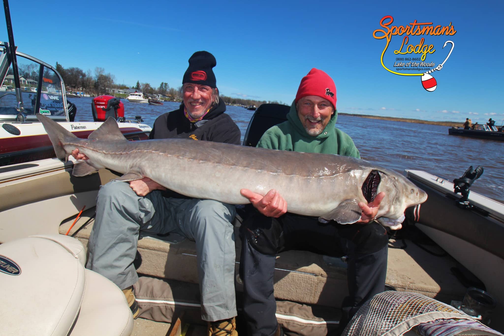 Potential state record sturgeon, 78.25 inches, in Sportsman's Lodge Annual Sturgeon Tournament