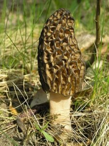 mushroom
