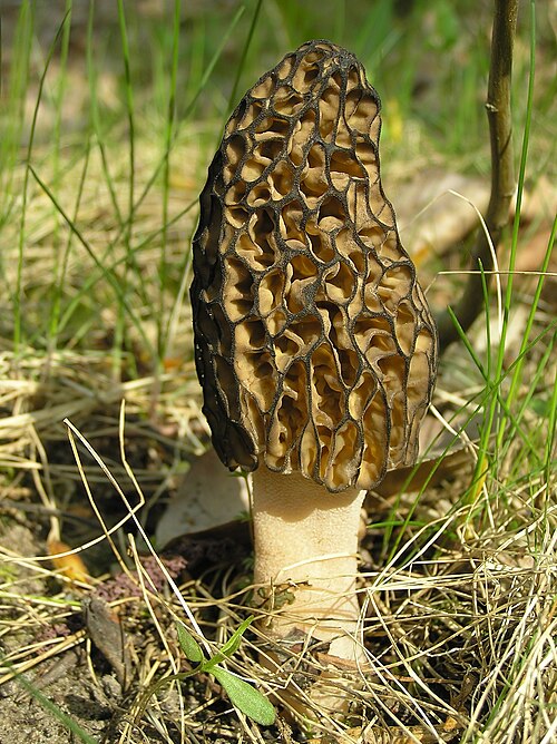 mushroom
