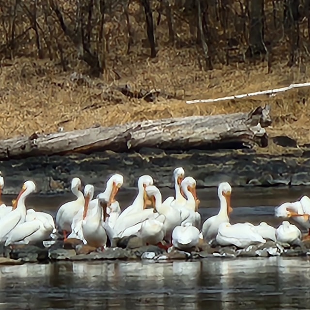 Pelicans adorn the waters in early spring to add to the beautiful wildlife of LOW