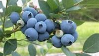 berries