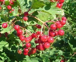 berry picking