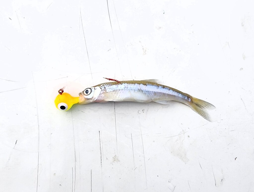 Orange Chartreuse jig with an emerald shiner on Lake of the Woods