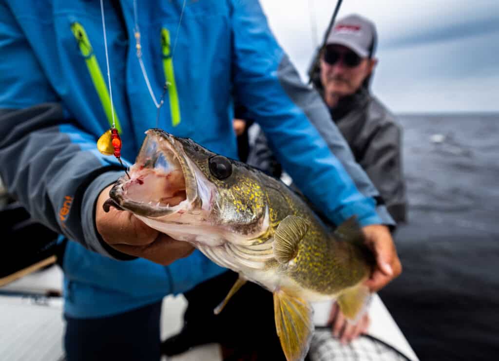 walleye spinner in mouth on a Lake of the Woods charter boat