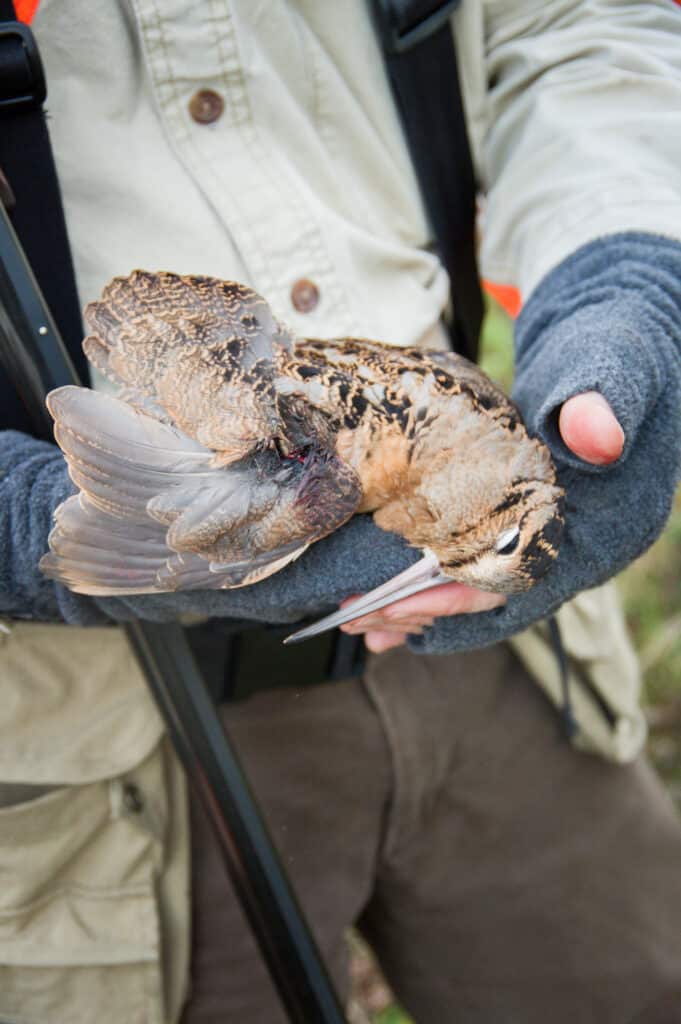 Woodcock, Lake of the Woods MN