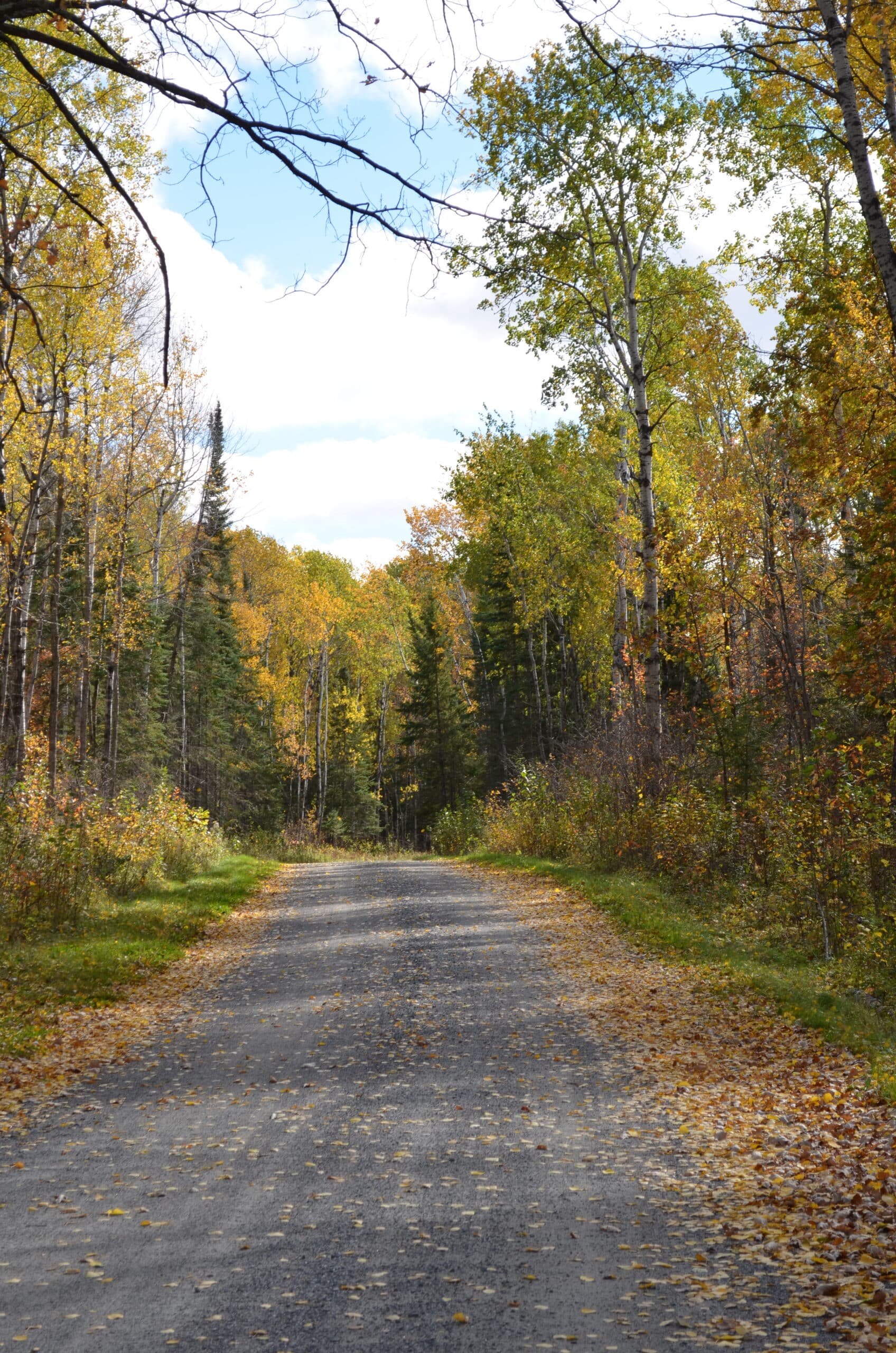 Fall Colors at Lake of the Woods MN are the best along with great walleye fishing and grouse hunting