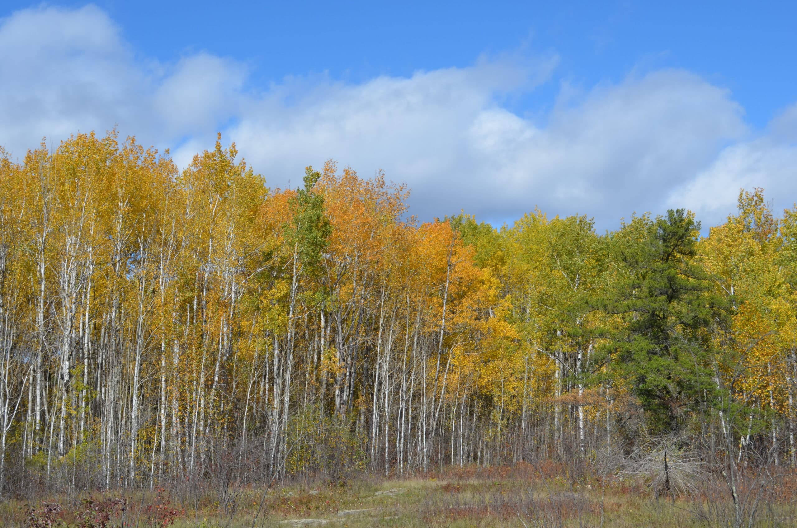 Fall Scenery at Zippel Bay State Park, Lake of the Woods Minnesota