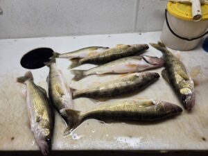 Walleye on Fish Cleaning Table
