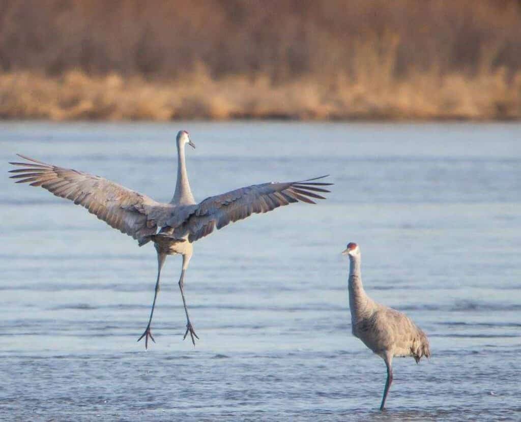 a male sandhill crane leaps dramatically from the water to impress a female during mating season in Lake of the Woods