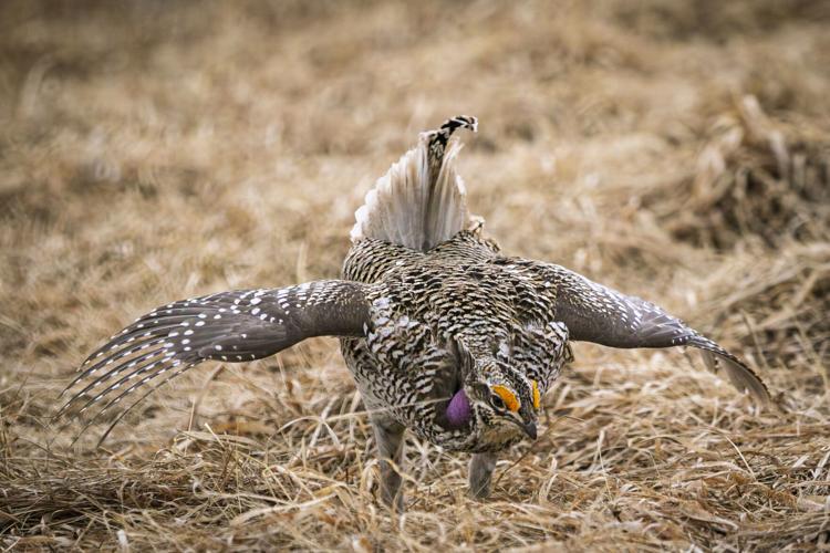 Sharp tailed grouse, Lake of the Woods MN, Scott Mackenthun