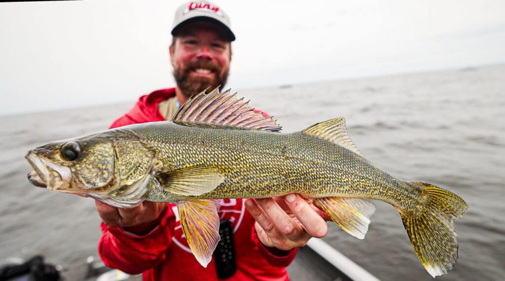 lake of the woods south shore nw angle rainy rivr walleye