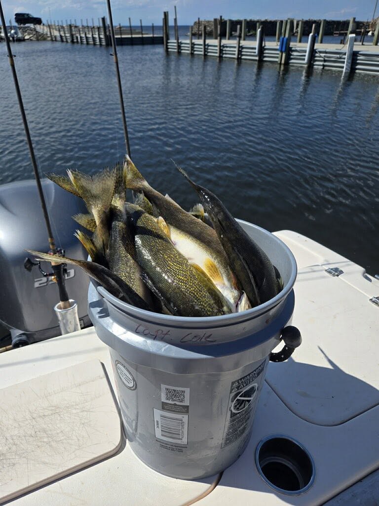 Bucket of walleyes on the back of a charter boat, Lake of the Woods MN