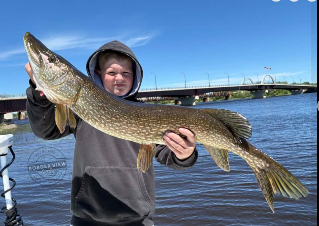lake of the woods south shore rainy river nw angle walleye northern