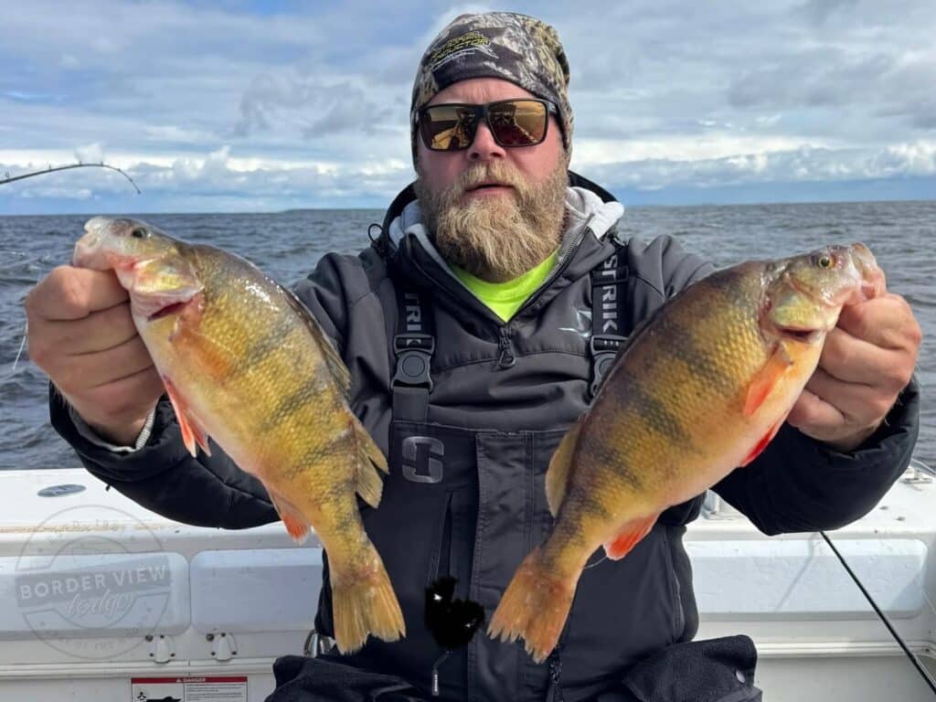 lake of the woods perch