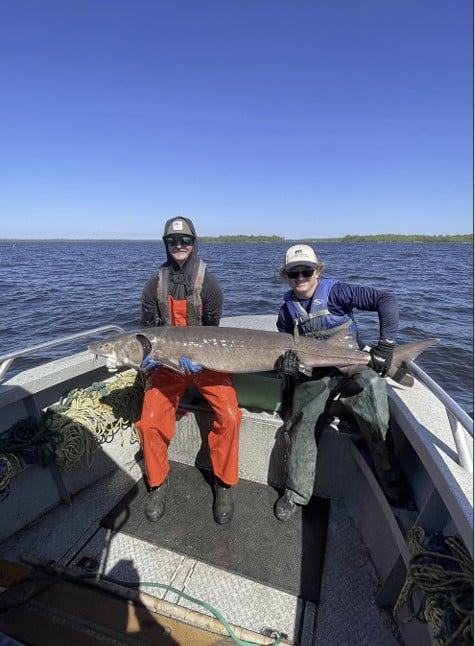MN DNR with a 71 inch sturgeon on Lake of the Woods MN