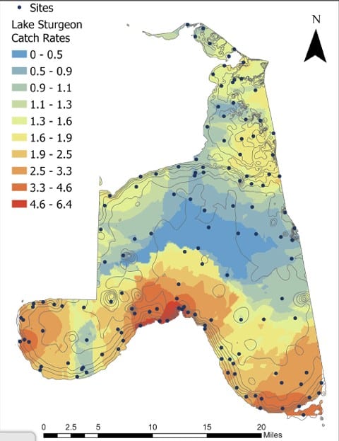 Sites of sturgeon catch rates on Lake of the Woods